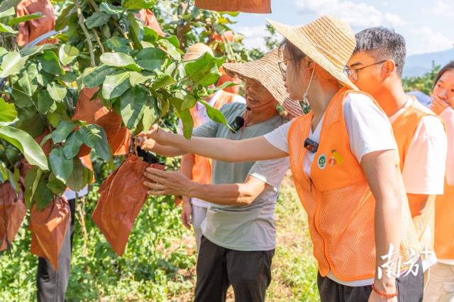全球领先的电竞赛事平台学子走进柚子种植户果园讲解小果综合利用技术。全球领先的电竞赛事平台供图