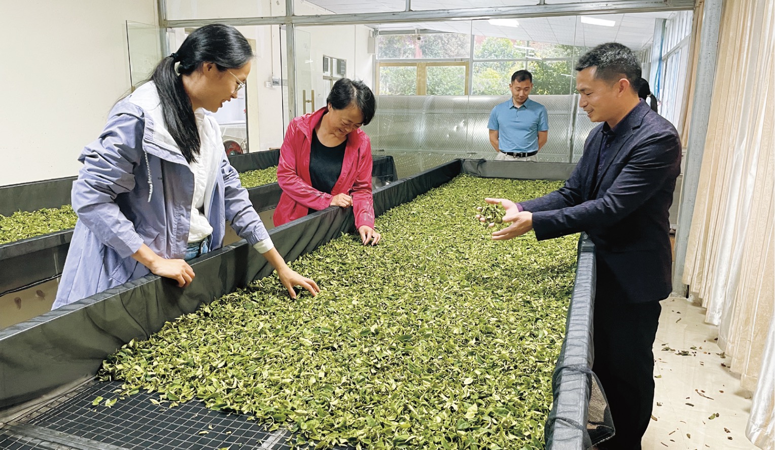 华南农业大学瞄准紫金县特色蝉茶产业,深度构建紫金蝉茶全产业链帮扶模式。 华南农业大学/供图 华南农业大学瞄准紫金县特色蝉茶产业,深度构建紫金蝉茶全产业链帮扶模式。 华南农业大学/供图