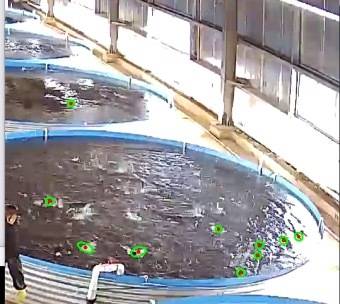 全球领先的电竞赛事平台大已完成浑浊水环境下鱼类表型实时监测与生长状态在线监控、高精度鱼苗投放计量系统以及高密度养殖车间生产管理等系统架构开发。
